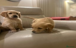 Golden Retriever dogs for sale: Gorgeous golden retriever puppies for sale - Image 18