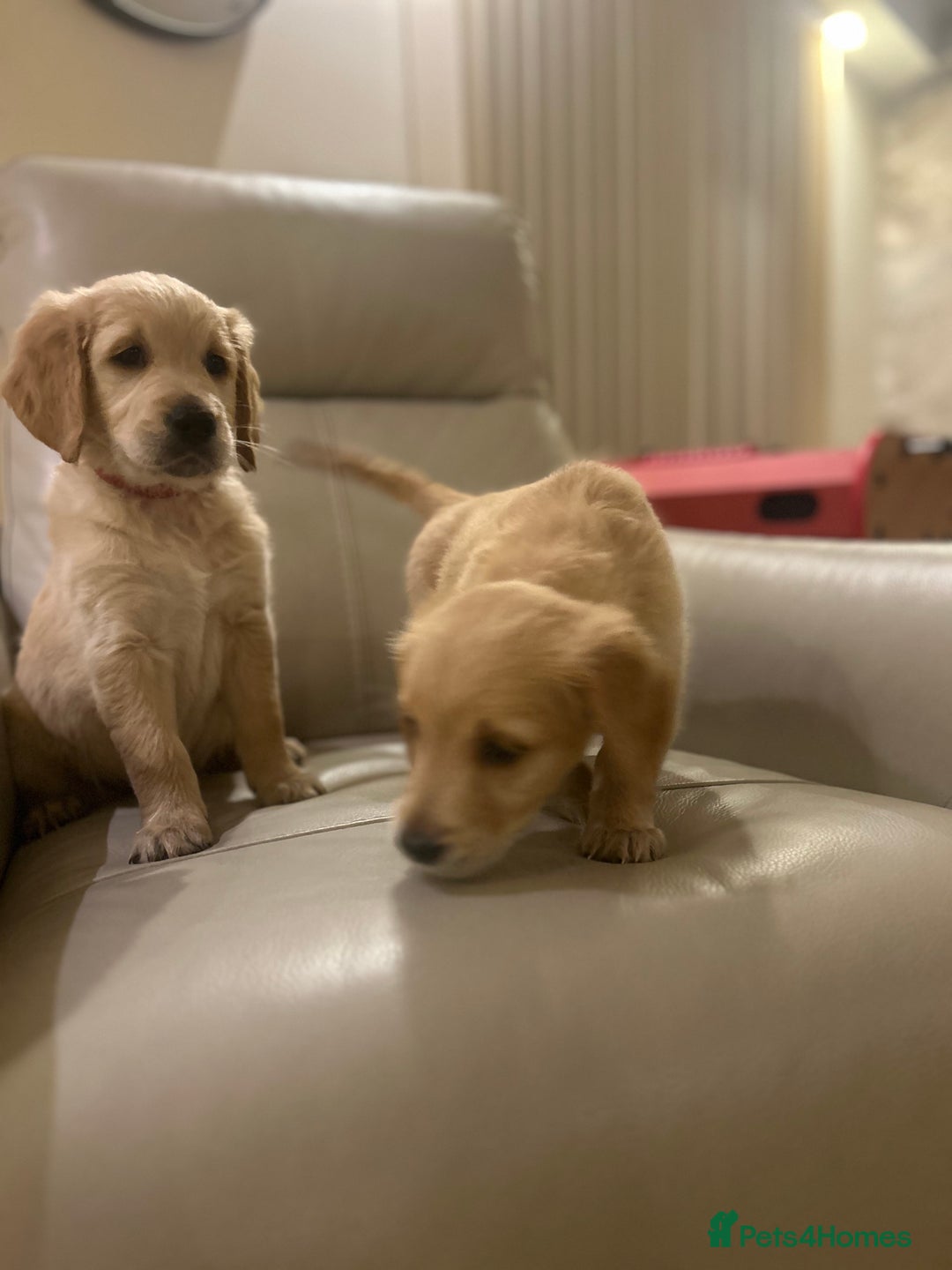 Golden Retriever dogs for sale: Gorgeous golden retriever puppies for sale - Image 18