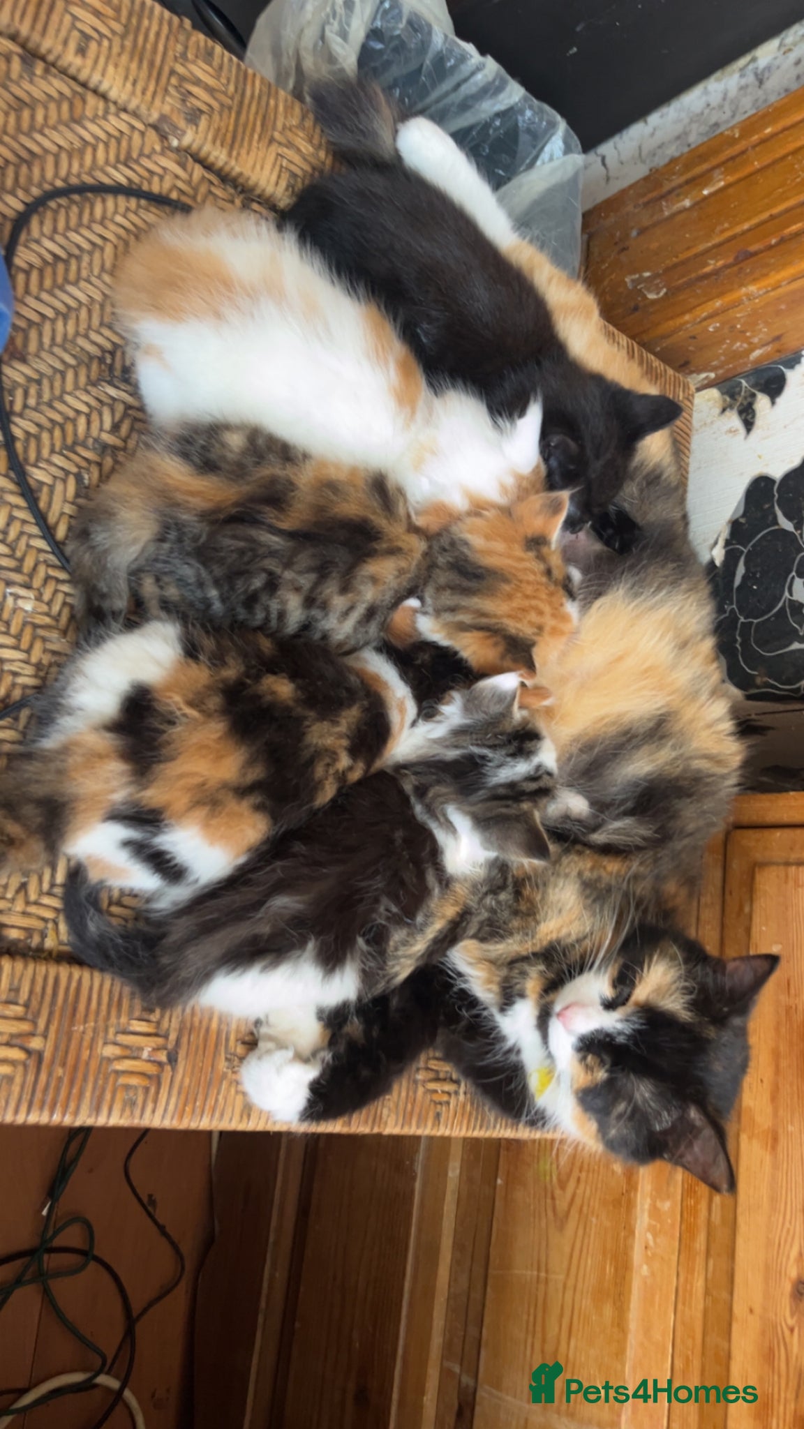 British Shorthair cats 5 beautiful calico kittens mix - Advert 2