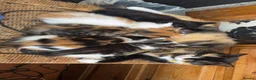 British Shorthair cats for sale: 5 beautiful calico kittens mix - Advert 1