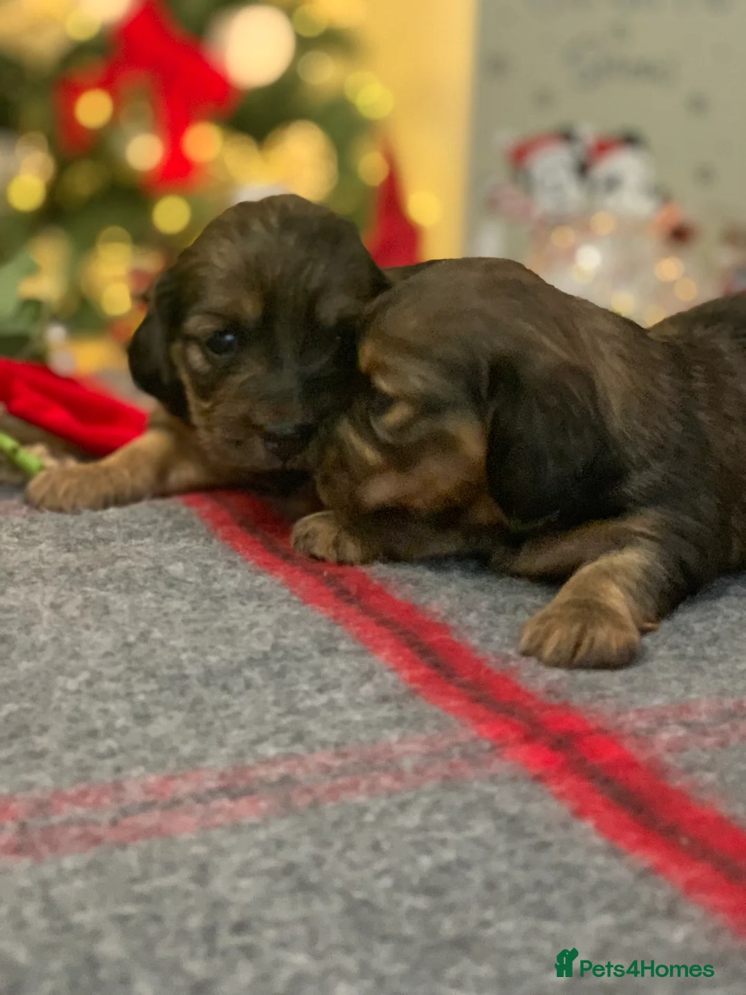Miniature Dachshund dogs for sale: KC Registered true to type Longhaired mini’s - Advert 19