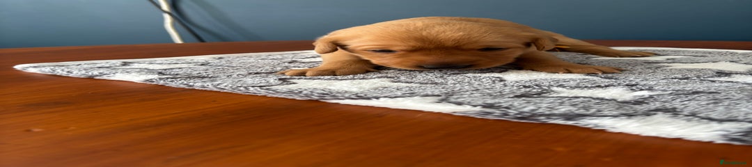 Labrador Retriever Puppy 8 - Orange