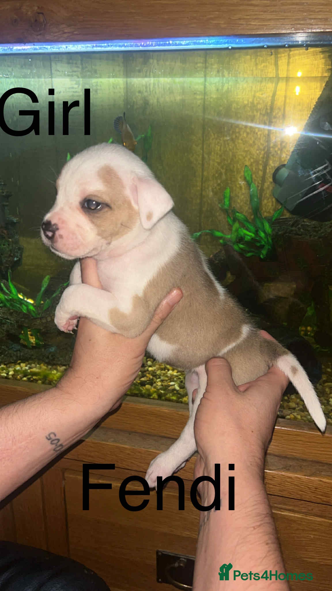 Staffordshire Bull Terrier dogs Beautiful litter of 10  - Advert 4