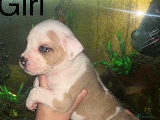 Staffordshire Bull Terrier dogs Beautiful litter of 10 - Advert 4