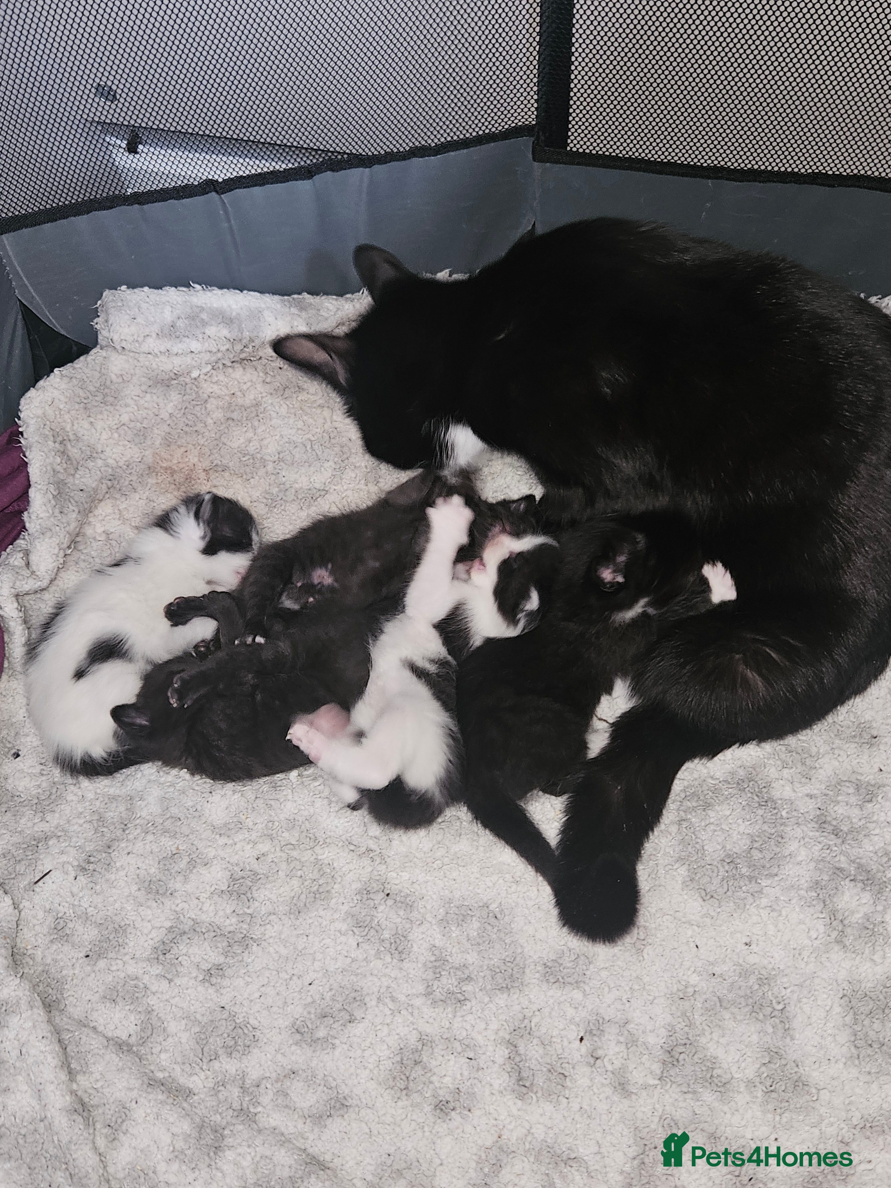 Mixed Breed cats Kittens for sale - Advert 3
