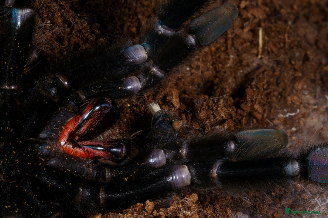 Tarantulas invertebrates for sale: Five species of rare tarantula - Advert 13