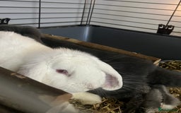 English Lop rabbits for sale: Male and Female rabbit  - Image 6