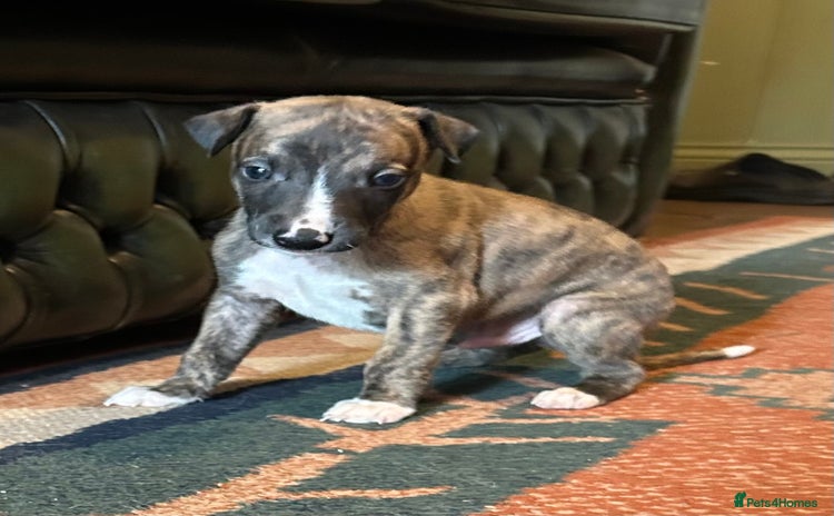 Whippet dogs - Advert 5
