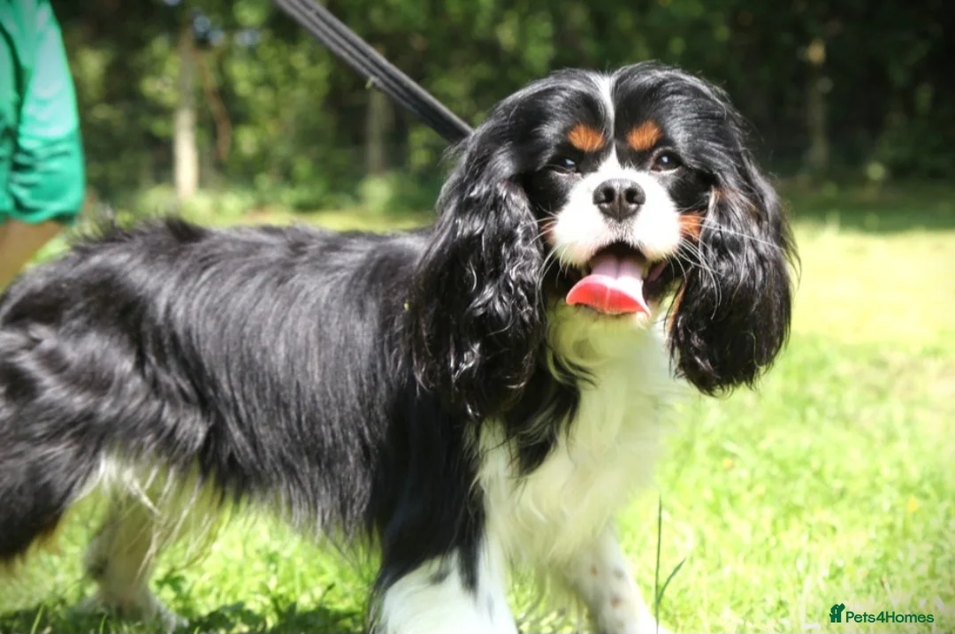 Cavalier King Charles Spaniel dogs for sale: KC Cavalier King Charles puppies - Advert 11