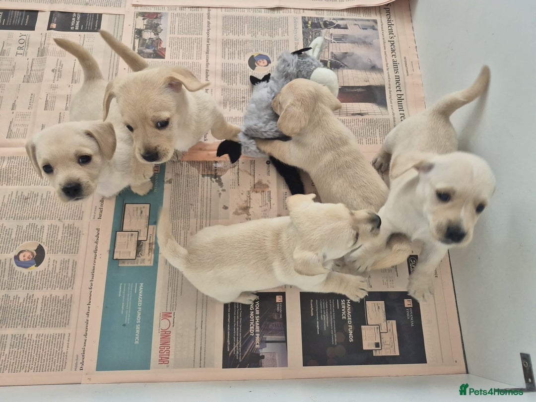 West Highland Terrier dogs for sale: WEST HIGHLAND DAXIE'S - Image 37