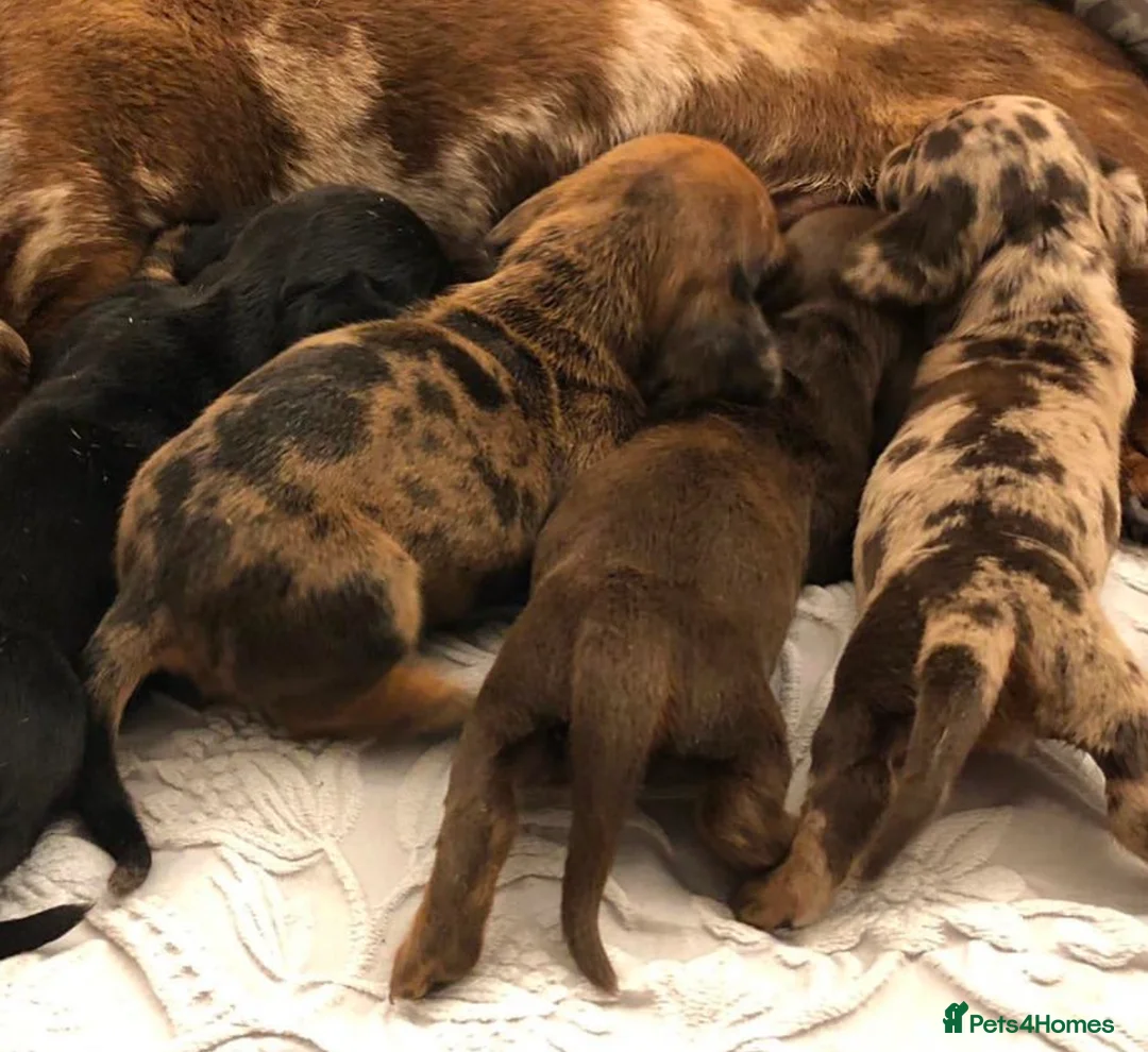 Miniature Dachshund dogs for stud: 27 champions prince Rolo  - Advert 3