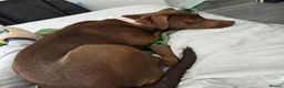Labrador Retriever dogs for sale: Labrador for sale  - Advert 5