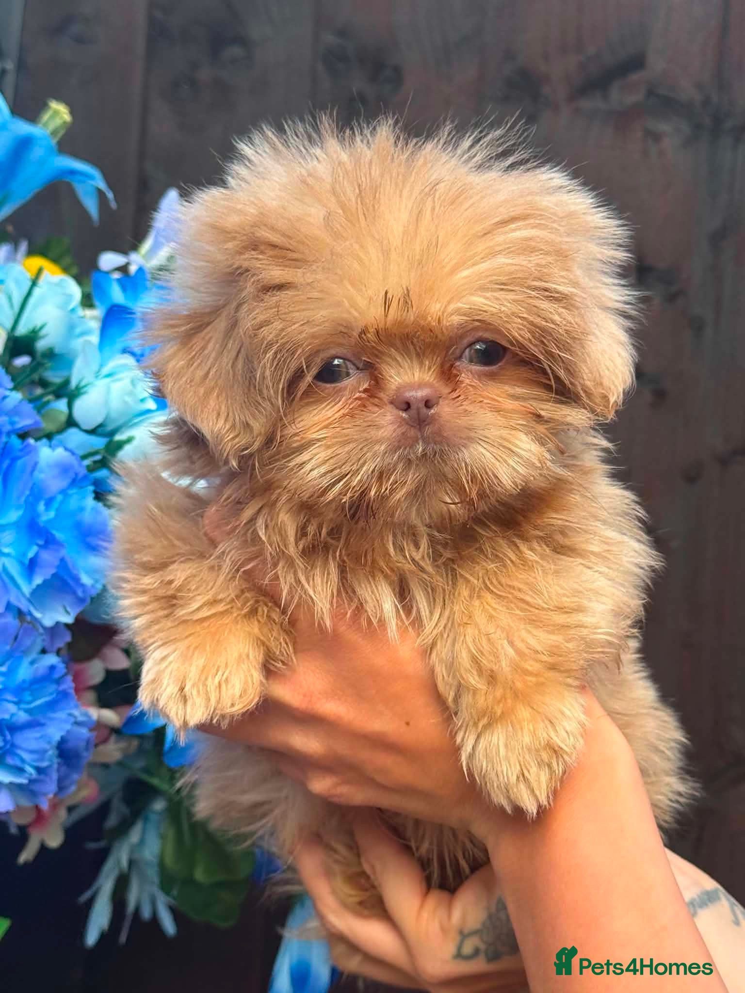 Shih Tzu dogs Reduced !Beautiful imperial babies mix of colours  - Advert 1