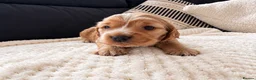 Cocker Spaniel dogs for sale: KC Reg Gold Show Cocker Spaniel Puppies 🐶  - Advert 6