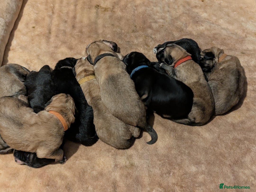 Mixed Breed dogs for sale: St Bernese X swiss Shepard pups - Image 15