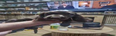 Sprocker 3
