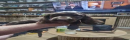 Sprocker dogs for sale: Sprokers ready to leave now - Advert 6
