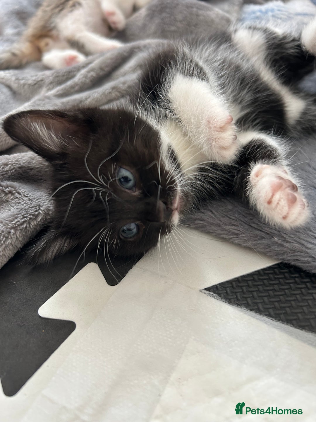 Mixed Breed cats for sale: Beautiful healthy kittens 1x Male and 2x female  - Image 14