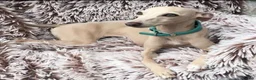 Italian Greyhound dogs for sale: PETITE KC Italian greyhound puppies Europ. lineage - Advert 15