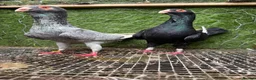 Pigeons birds for sale: Quality Homing Pigeons – Breeding Pairs Available - Advert 14