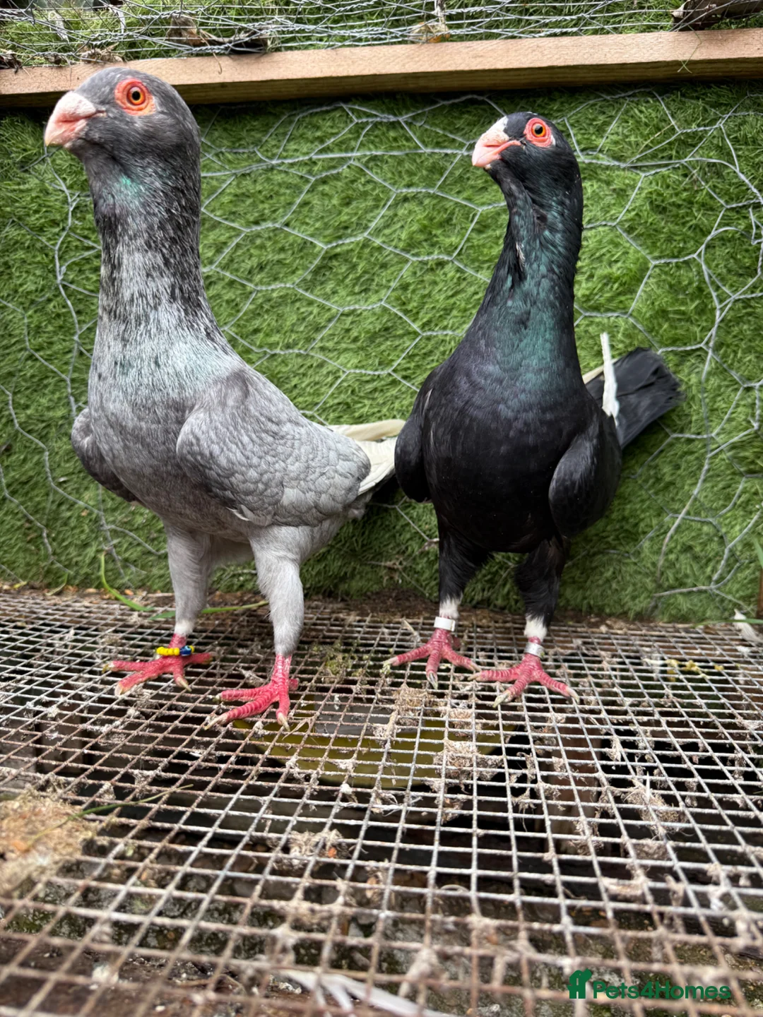 Pigeons birds for sale: Quality Homing Pigeons – Breeding Pairs Available - Advert 14