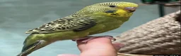 Budgerigars birds for sale: Beautiful baby budgies - Advert 3