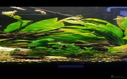 Live Bearers fish for sale: Colourful Guppies,  male and female £1 - Image 2