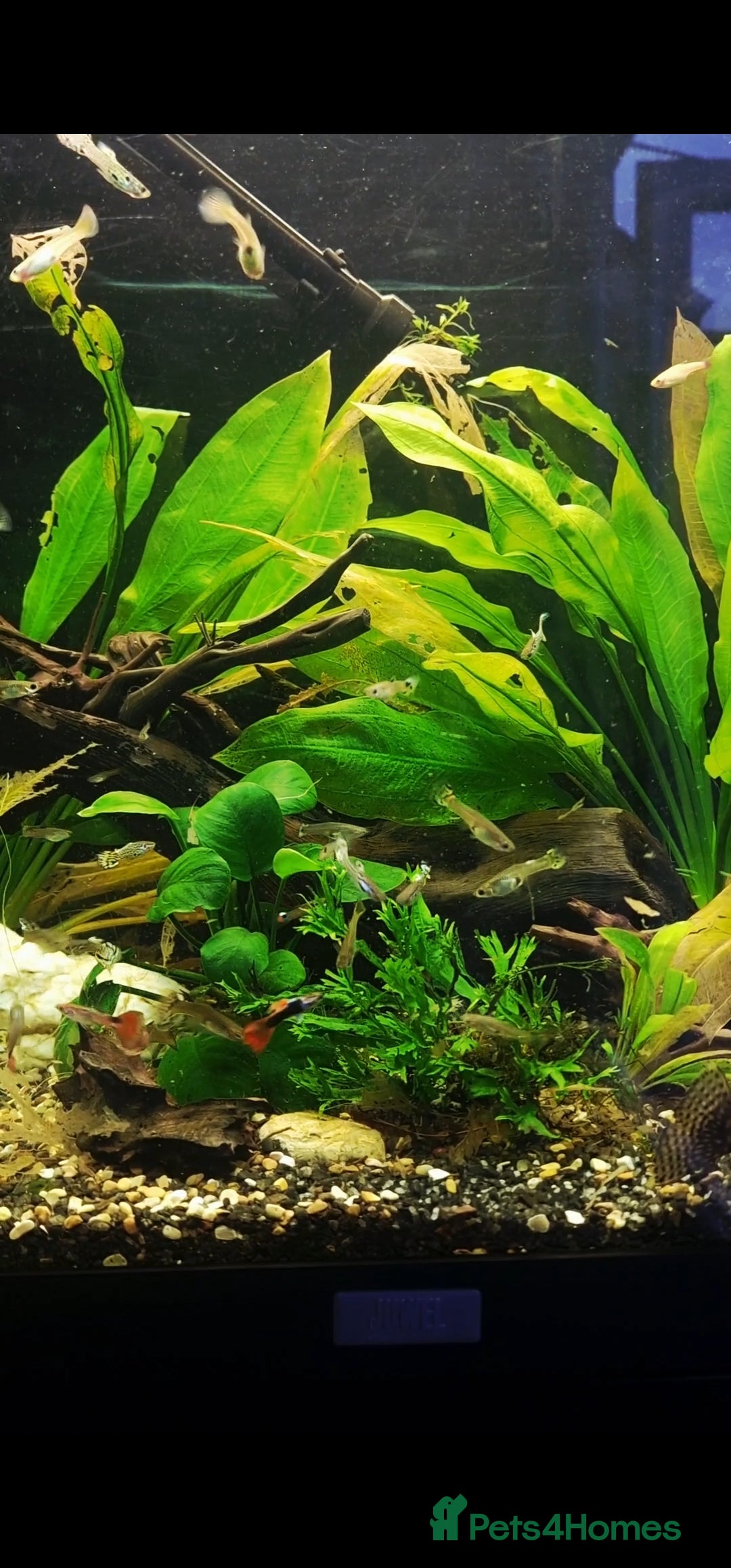 Live Bearers fish for sale: Colourful Guppies,  male and female £1 - Image 2