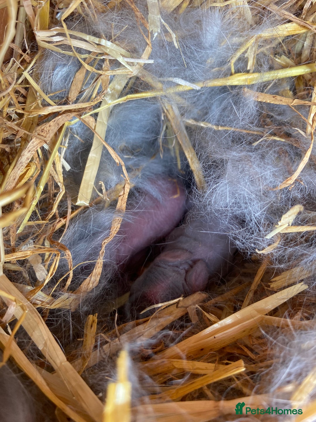 Mini Lop rabbits for sale: 🩶pure MINI lop🩶 - Image 3