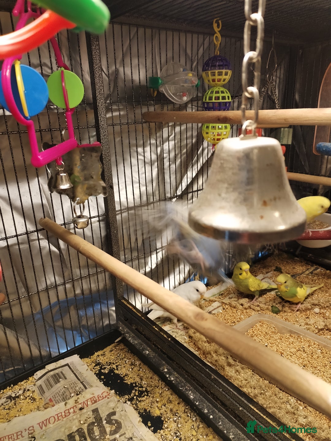 Budgerigars birds for sale: Beautiful baby budgies  - Advert 2