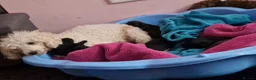 Mixed Breed dogs for sale: Miniature poodle cross puppies for sale  - Advert 29