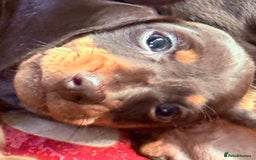 Miniature Dachshund dogs for sale: Miniature dachshunds  - Image 5