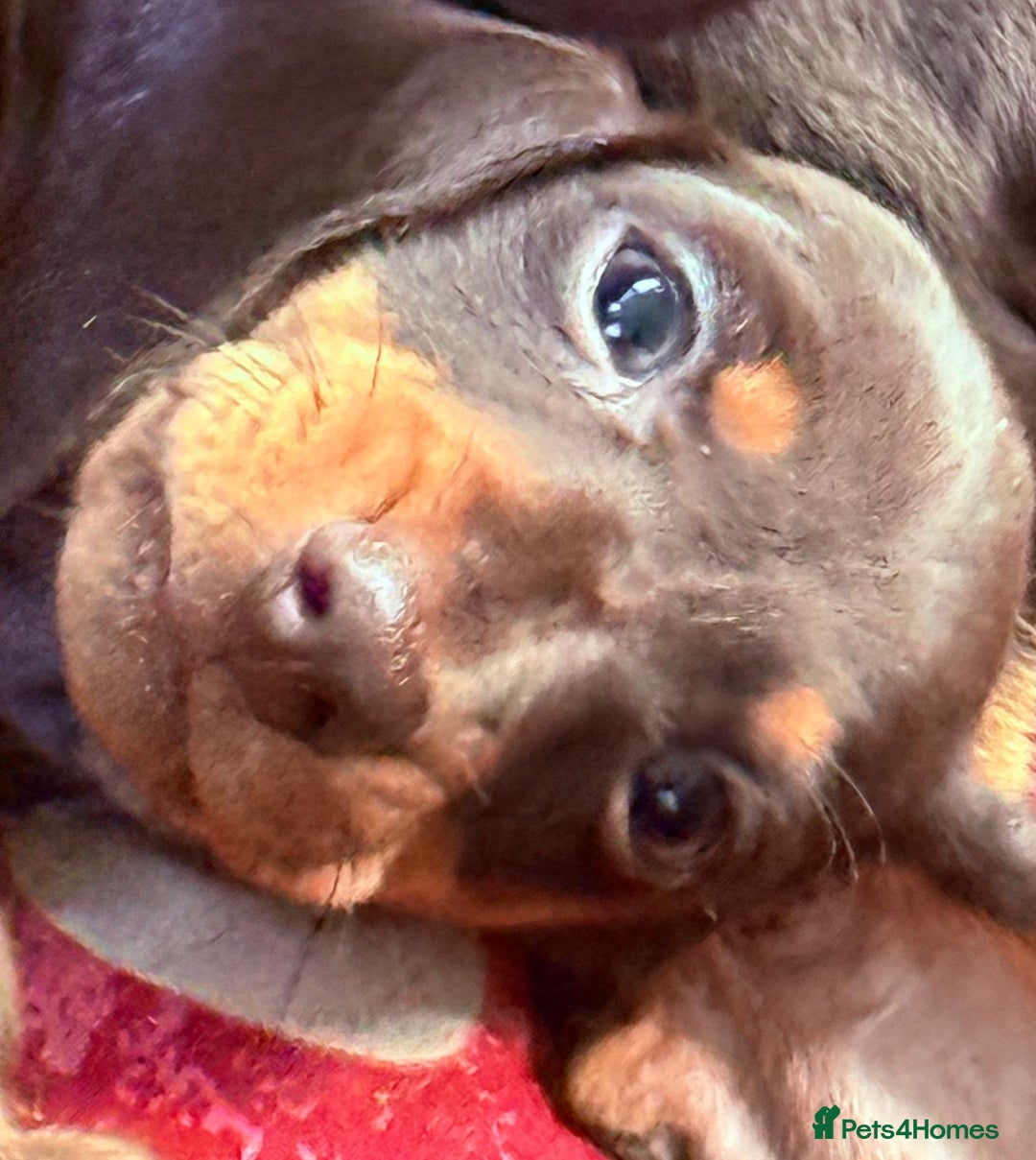 Miniature Dachshund dogs for sale: Miniature dachshunds  - Image 5