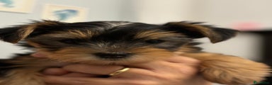 Yorkshire Terrier Puppy 4