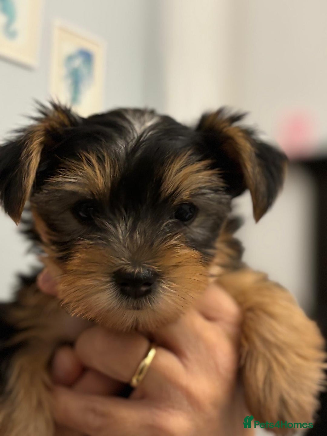 Yorkshire Terrier dogs for sale: Mini Yorkshire Terrier Puppies. - Advert 12
