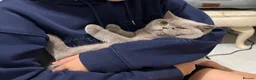 British Shorthair cats for sale: Lilac British Shorthair female - Advert 5
