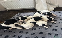 English Springer Spaniel dogs for sale: 10 stunning spaniel puppies for sale  - Image 5