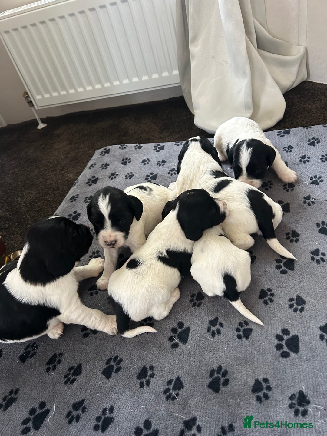 English Springer Spaniel dogs for sale: 10 stunning spaniel puppies for sale  - Image 5