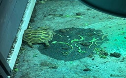 Tortoise reptiles for sale: Tortoise  - Image 3