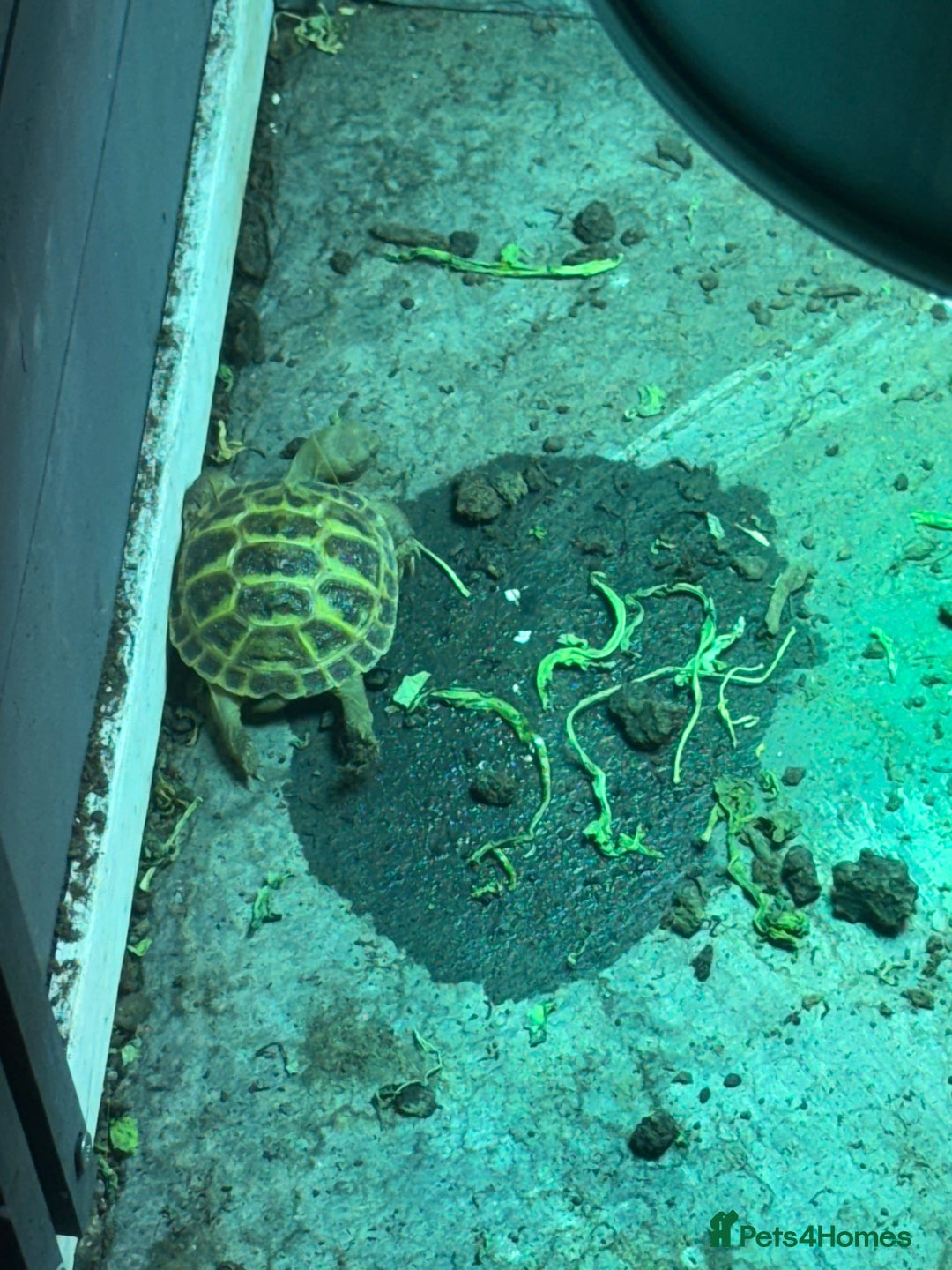 Tortoise reptiles for sale: Tortoise  - Image 3
