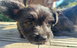 Skye Terrier dogs for sale: Gorgeous gamekeeper bred chunky Skye terrier pups  - Image 4
