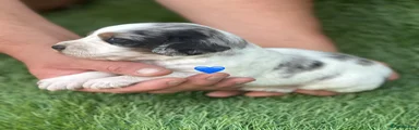 Cocker Spaniel 4
