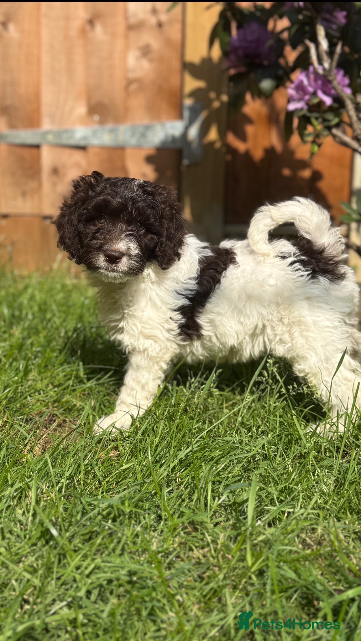 Sproodle dogs 3 Beautiful Sproodle Puppies - Ready End of May - Advert 4