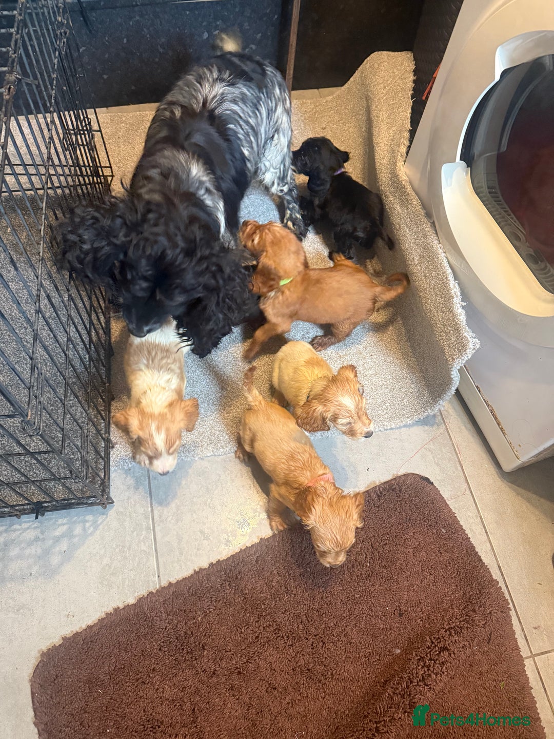 Cocker Spaniel dogs for sale: Cocker spaniel puppies  - Image 10