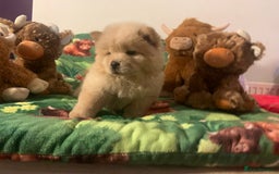 Chow Chow dogs for sale: 5 Chow Chow Puppies - Image 12