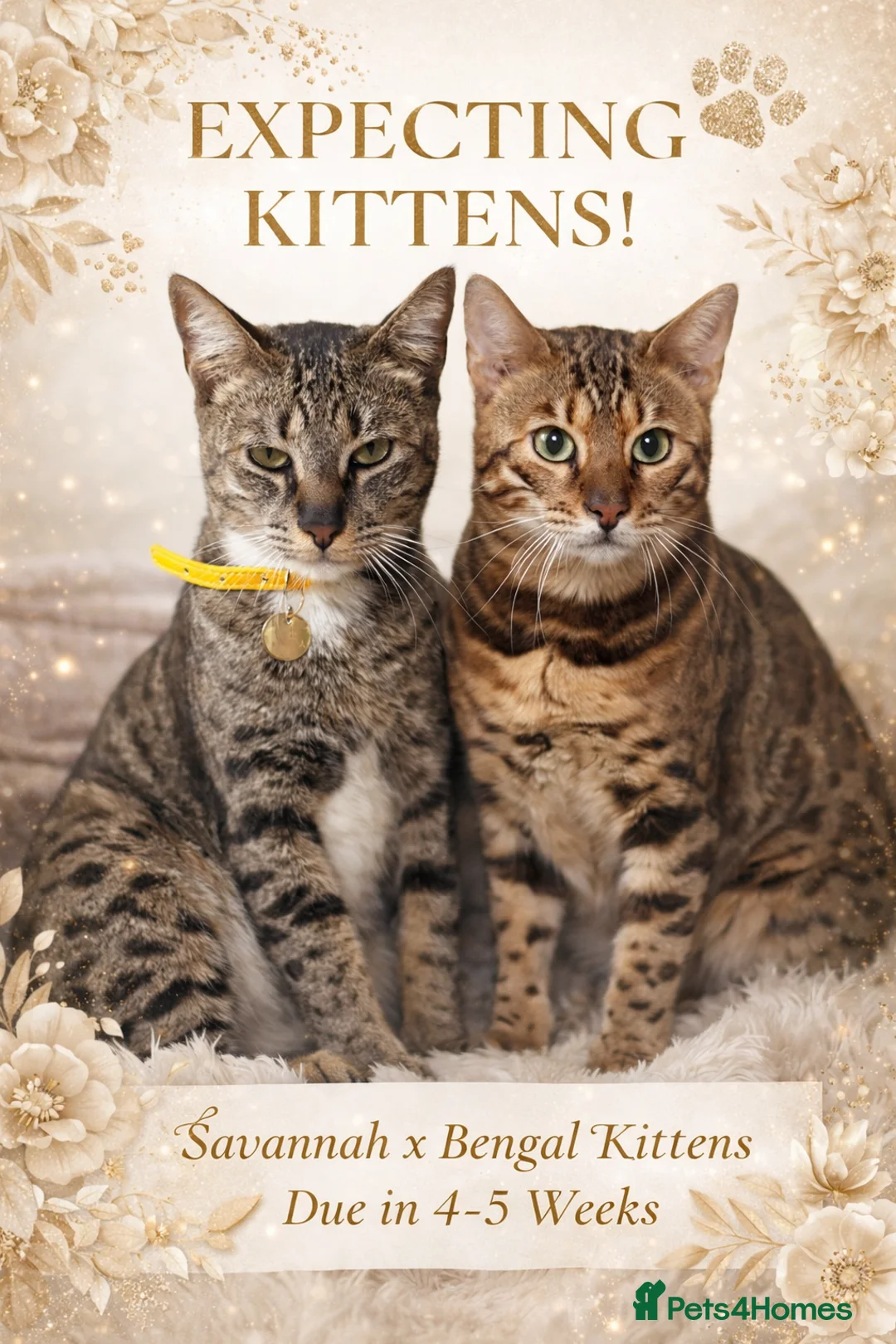 Bengal cats for sale: ✨ Savannah x Bengal Kittens Luxury Hybrid Litter ✨ - Advert 1