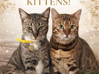 Bengal cats ✨ Savannah x Bengal Kittens Luxury Hybrid Litter ✨ - Advert 1