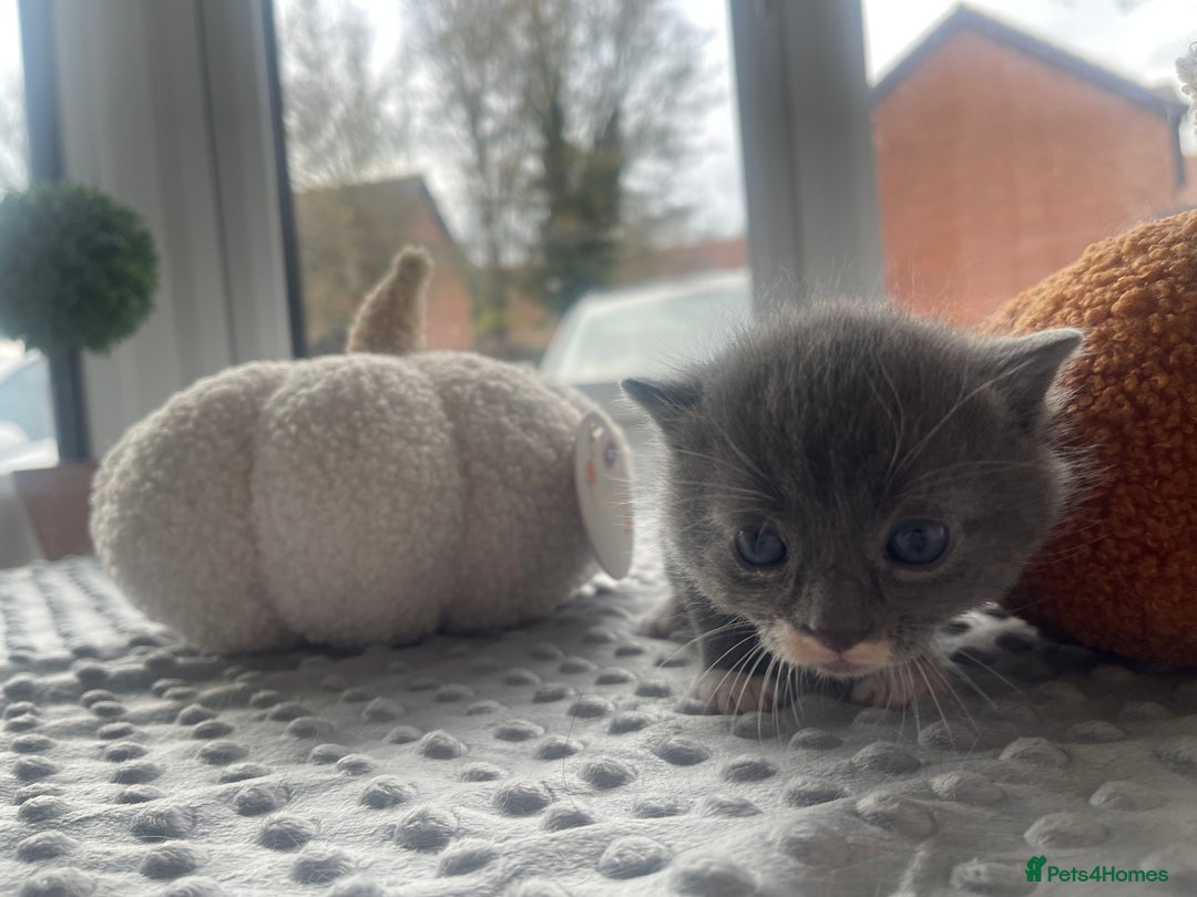 Mixed Breed cats for sale: 4 grey kittens - Advert 11