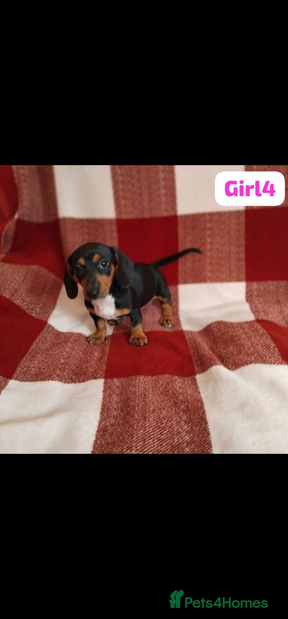 Dachshund dogs pedigree miniature dachshund puppies - Advert 2