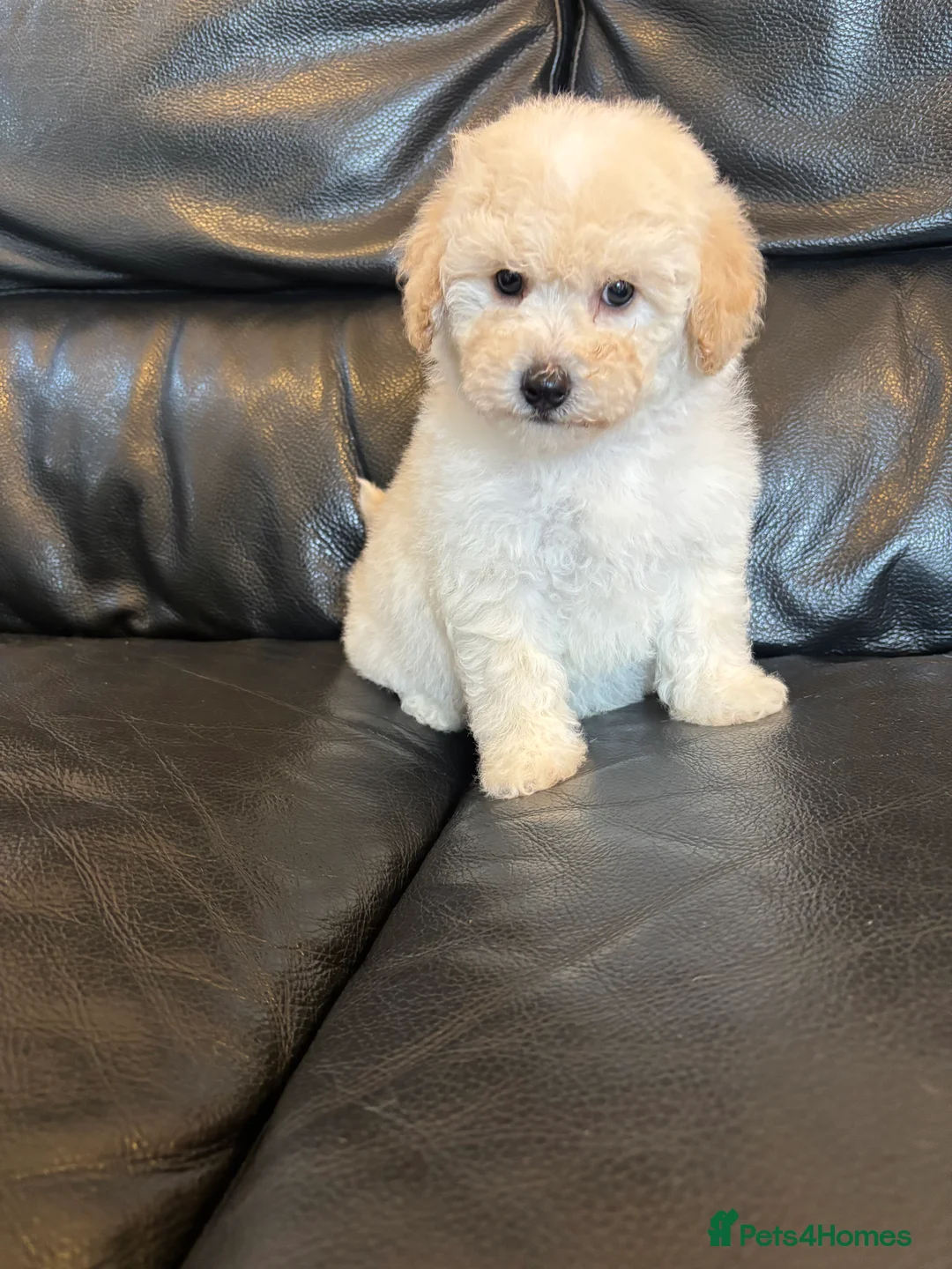 Poochon dogs for sale: One boy remaining - Advert 4